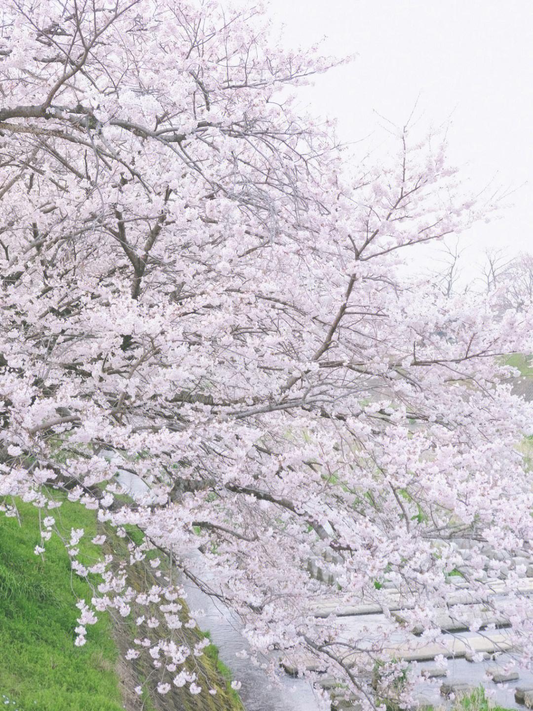 日本|樱花起源于哪里？其实并非日本，搞不清楚很容闹出笑话的！