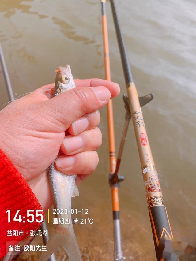 |新年第四钓,借势有成效