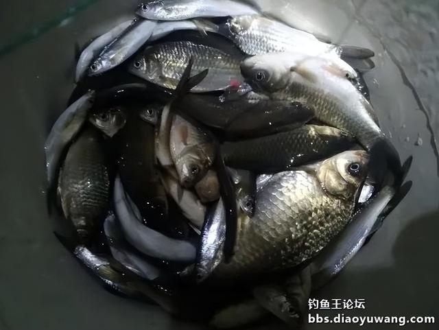 饵料|新漂试用,鱼获给力!