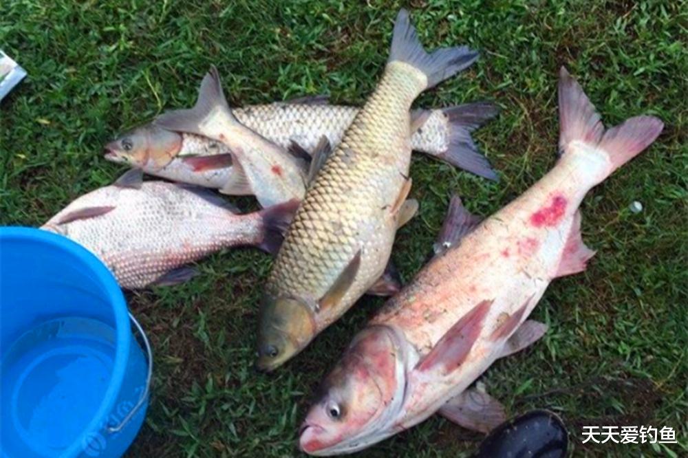 盛夏野钓,牢记4不钓原则,小心钓不到鱼还中暑