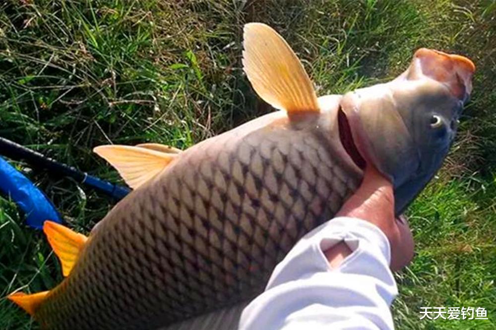 5种鱼的独特习性，想要连竿上鱼，技巧跟着“喜好”走