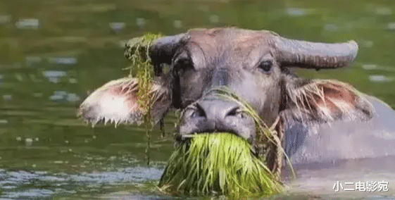 金莎恋情曝光！小19岁男友引热议，我却笑死在评论区，你敢信？