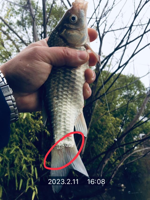 钓鱼|走在通往春天的路上，愿鲫鲤一路随行！