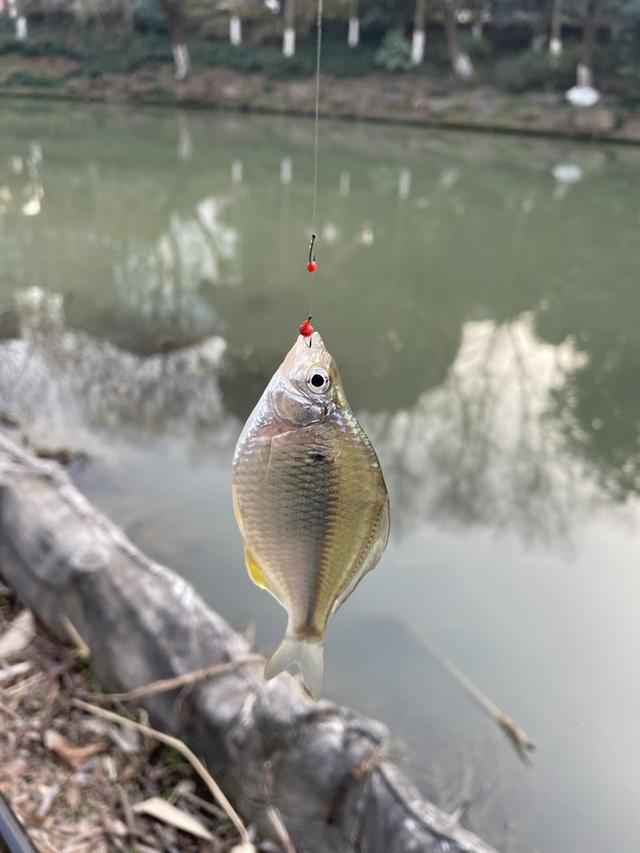 饵料|【钓鱼之家虾粉】诱鱼的效果杠杆的！奈何资源有限异常发挥