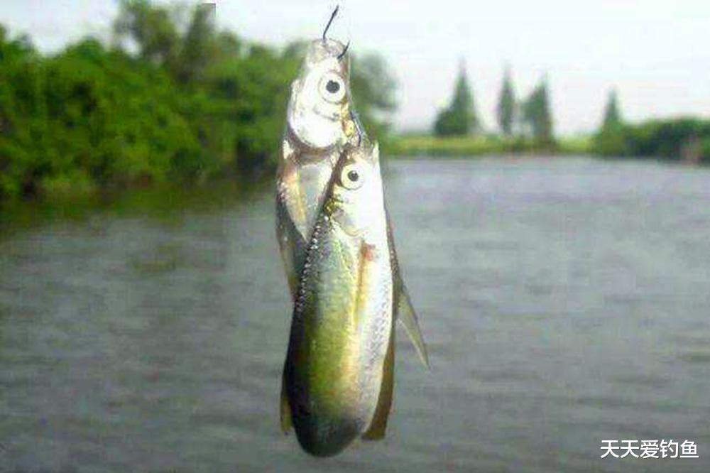 水皮|钓水皮就用全飞铅，20秒上一条鱼，拉小鱼无敌