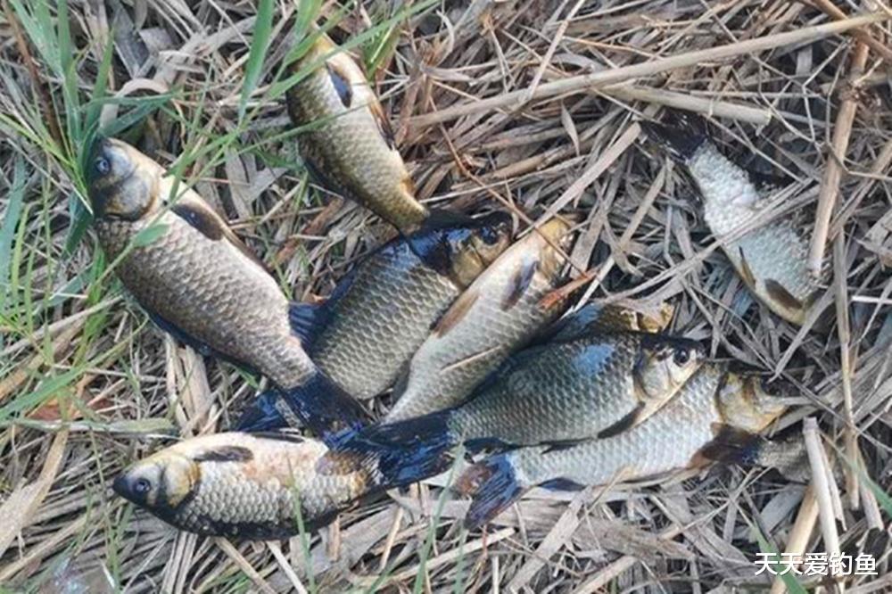 冬季野钓鲫鱼,3个步骤找到鱼窝,千万莫选老钓位