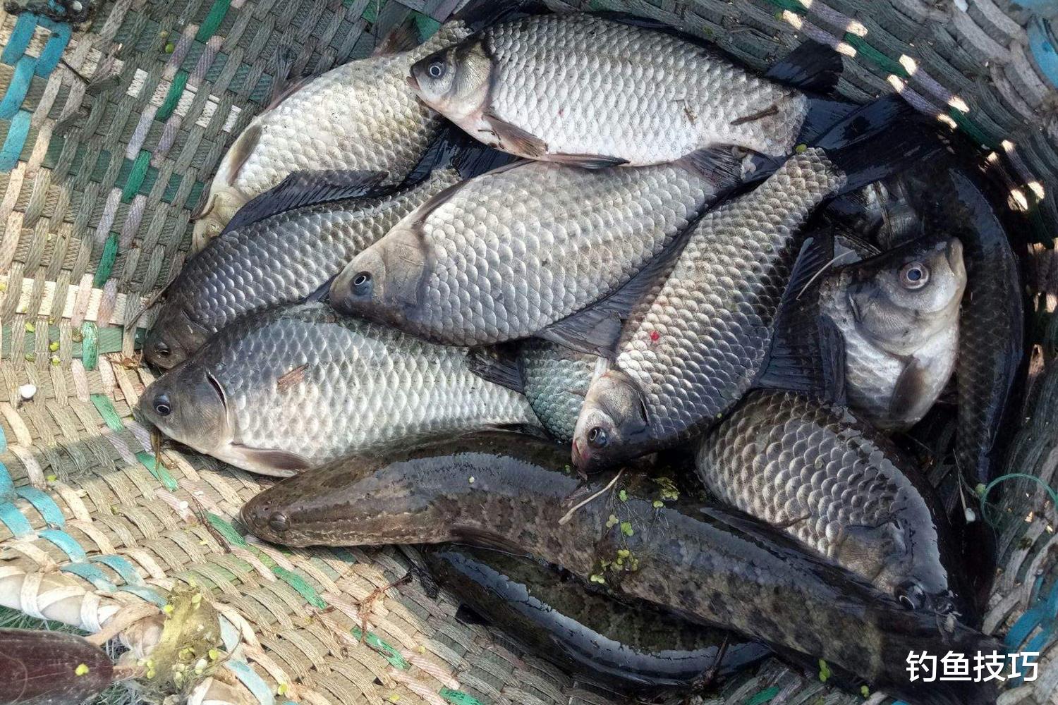 冬季钓鱼的气温分界线，直接决定了钓鱼难度