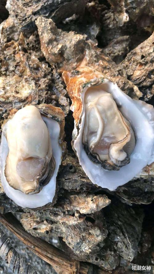 美食秀|初冬进补正当时，多吃这5种美食，实惠营养，御寒补阳，温暖过冬