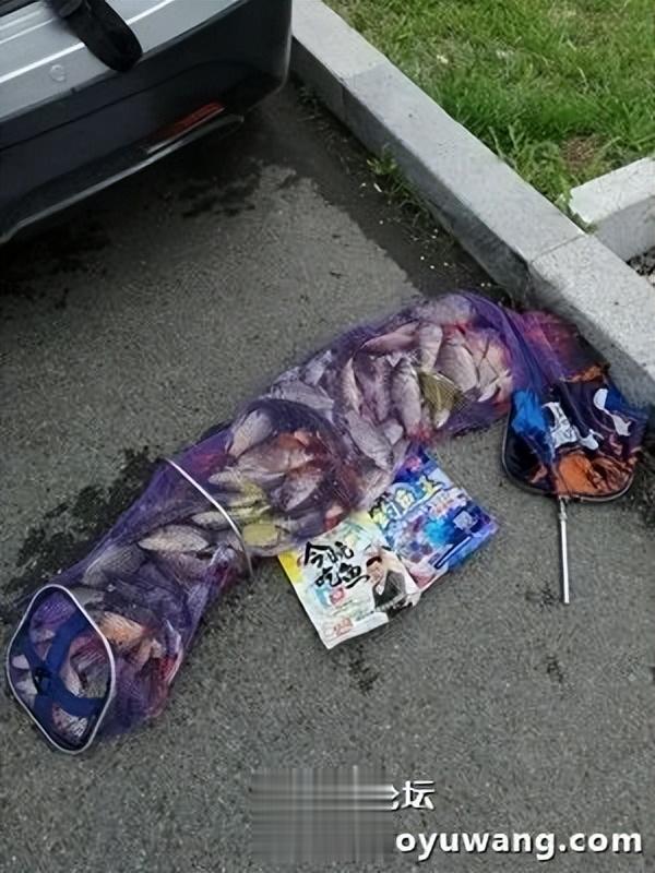 |天乐鲫竿弯弓现,大鲫大鲤争上岸