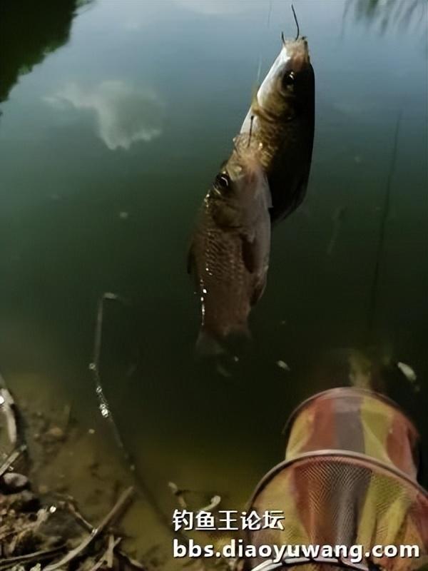 五龙河畔钓休闲,鲫鲤鲢鳙出水面