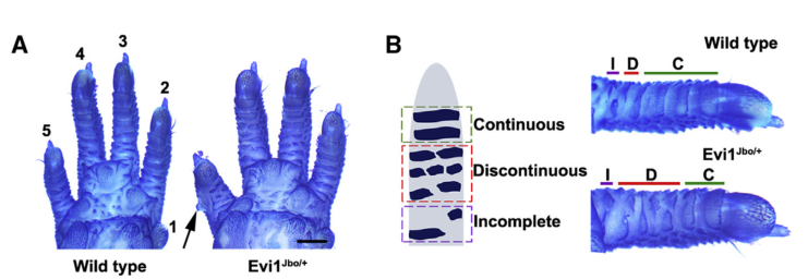 一斗穷，二斗富是真的吗？中科院发现“斗”和“簸箕”的基因秘密