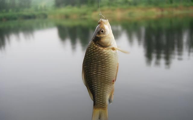 鲫鱼|春季江河走水怎么钓鲫鱼？