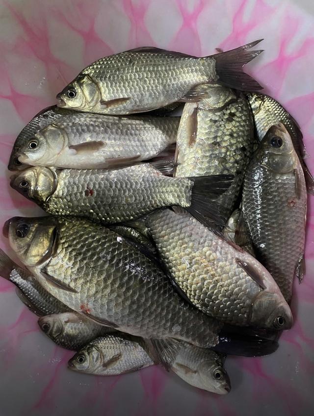 大暑后钓鱼,最好选这2个鱼开口的时间段