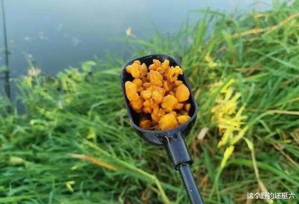 为何入秋后鲤鱼反而难钓了？节气交替有效的调整是什么？仅需一点