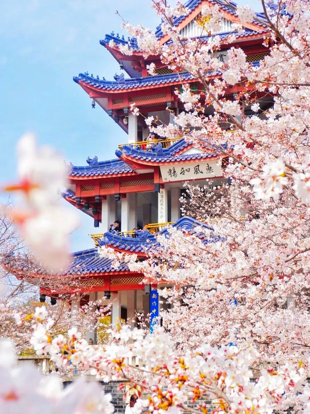 扬州|樱花不输日本！家门口就有花海包围的浪漫天堂，感受水韵漫江南！