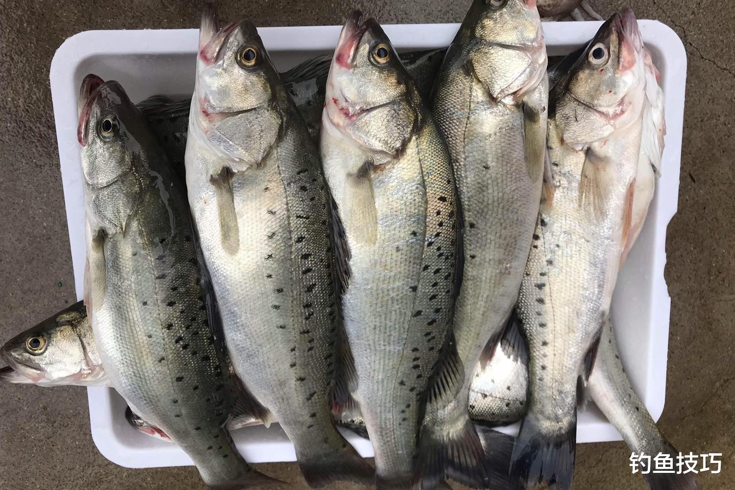 海钓鲈鱼的5个小窍门，经常比别人钓得多