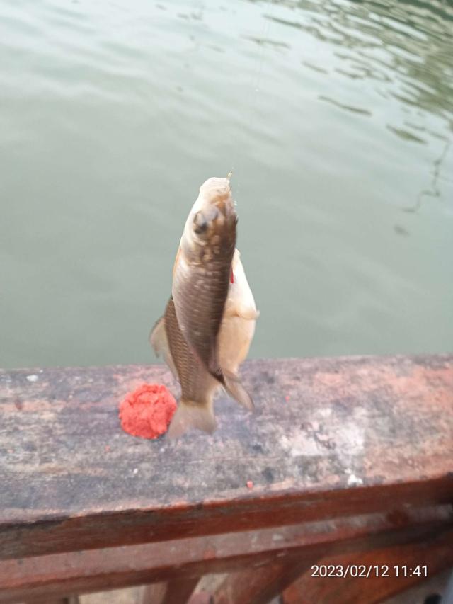 大爷|【钓鱼之家虾粉】阴雨绵绵,鱼口爆连,助人为乐,钓者本色