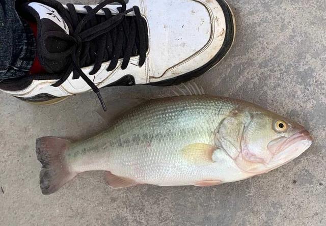 男子钓到大口黑鲈,切开鱼肚后,竟在肚中掏出三只"大虫子" - 社会资讯