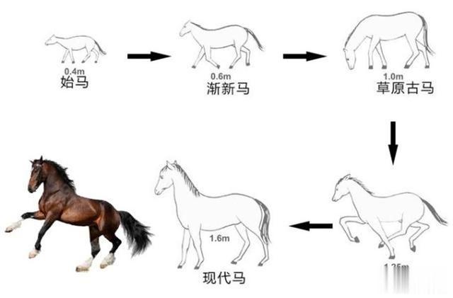 马肉|马肉鲜美,全球每年有470万匹马被屠宰,国人为什么很少吃马肉?