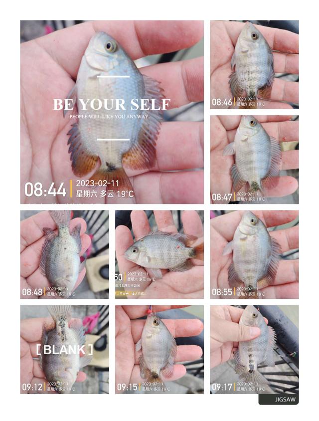 |浪急风高，大鱼偶得，罗非应接不暇