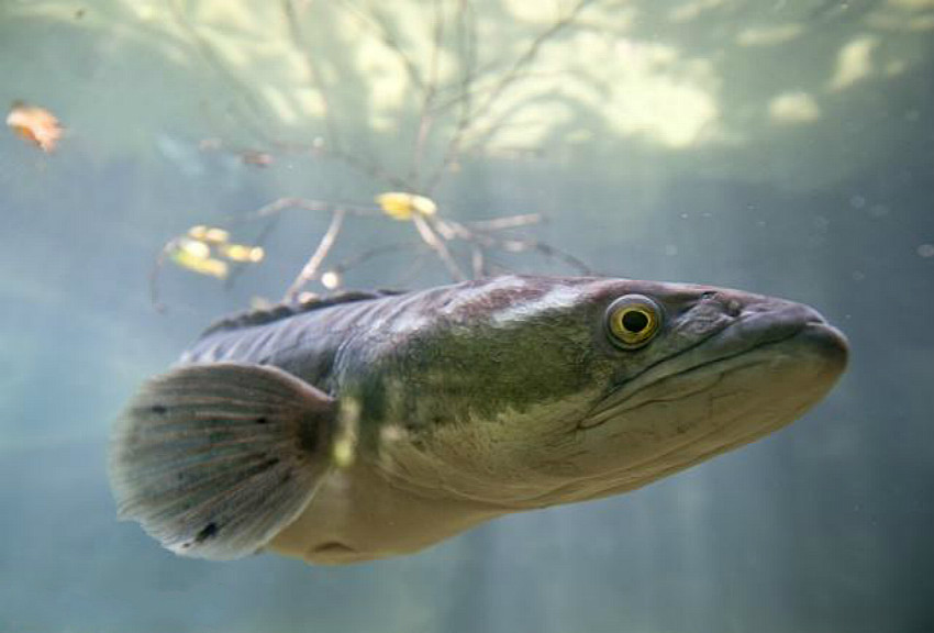 黑鱼|黑鱼是淡水鱼还是海水鱼?垂钓黑鱼需要哪些技巧?