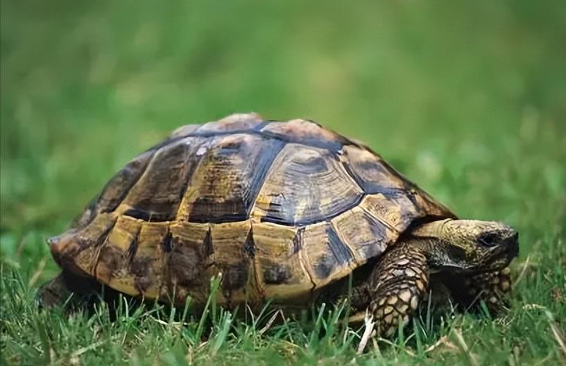 糖水铺|什么都敢吃的中国人,为何这五种动物却不敢食用?是真的不能吃?