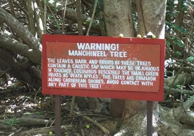 石榴树|世界上最危险的树，不能碰不能砍也不能烧，专家也拿它没有办法