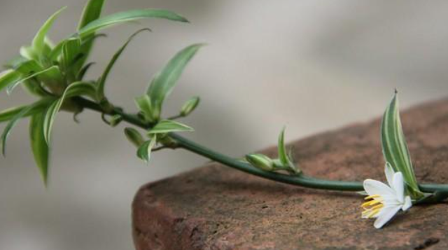 办公室绿植推荐:这几样好看又好养,还是“天然空气净化器”