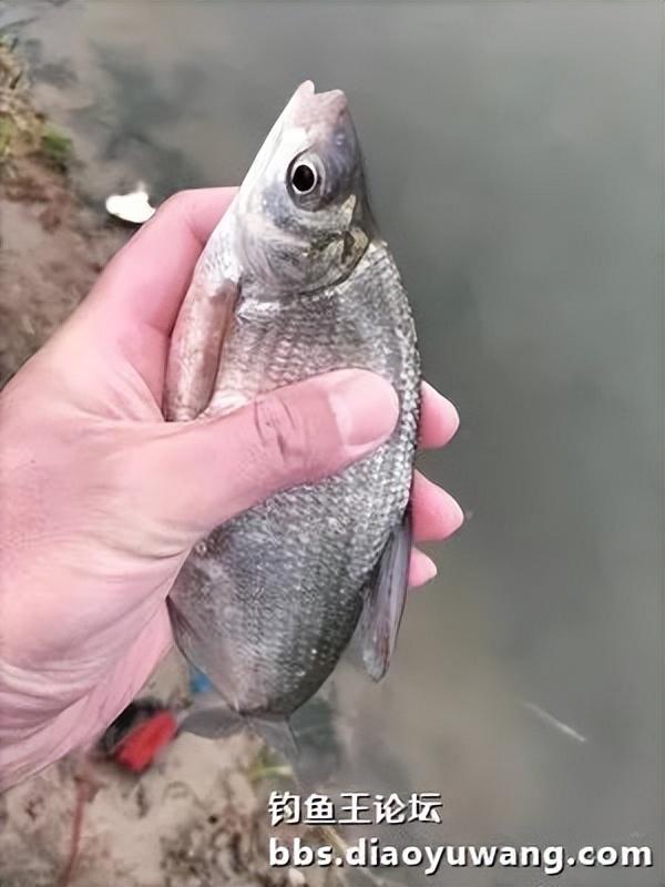 鲫鱼|雨天试钓二道河,有鲫有鳊也有鲤