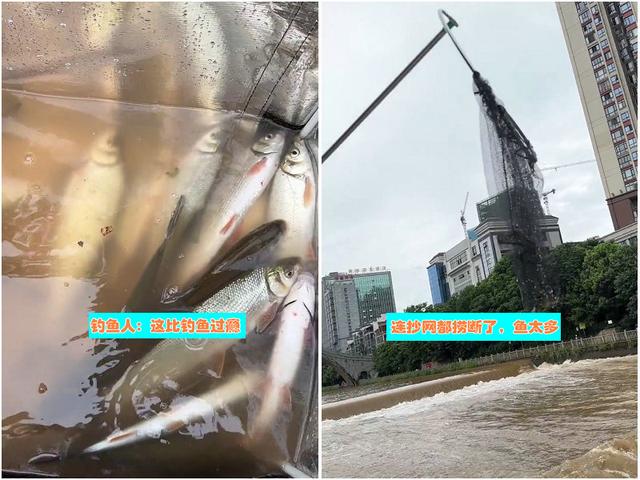 郴州河道涨水青尾鱼泛滥，居民：人均捞半桶，网友担忧把鱼捞绝