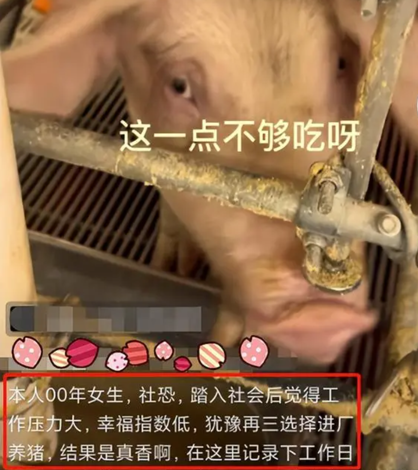 00后|“00后，社恐，反内卷”，女大学生进厂养猪，底薪4000没事就旅游