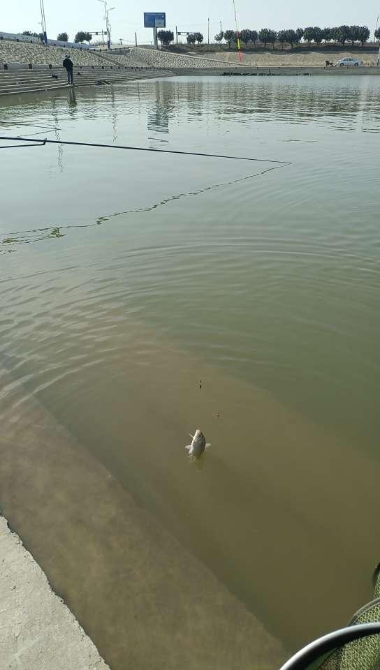 鲫鱼|阳光正正好，钓鱼再出发！