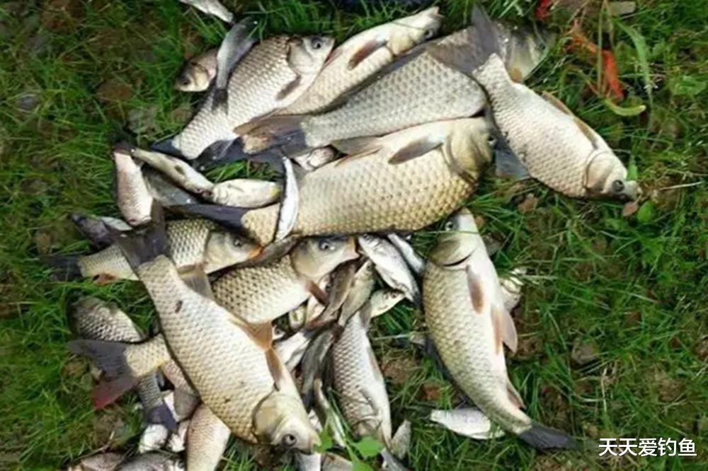 夏季野钓大鲫鱼，这种钓法才是首选，高温天也能狂拉