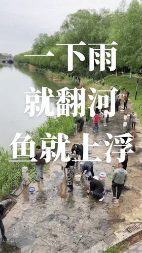 河南|雨后，河南一小河野鱼成群浮头，众人捞鱼，网友：这是赶尽杀绝啊