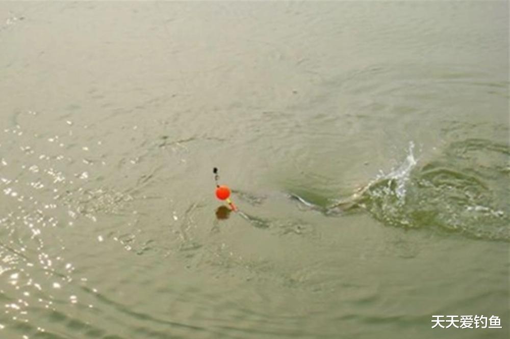 三伏天野钓鲢鳙,试试水怪钓法,专攻超大体型