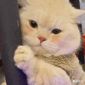 傅首尔离婚成定局，被网友骂“心机女”，弃糟糠之夫过河拆桥？