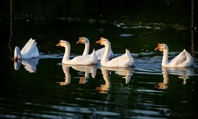 |鹅蛋为啥少有人吃?也很少有鹅蛋卖?我也是刚知道,真的涨知识了