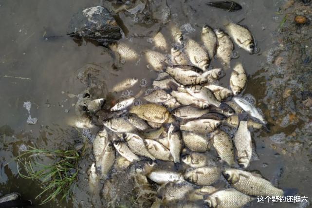 |钓友连竿上鱼的位置,为何你接窝却钓不到鱼?认清原因明白差在哪