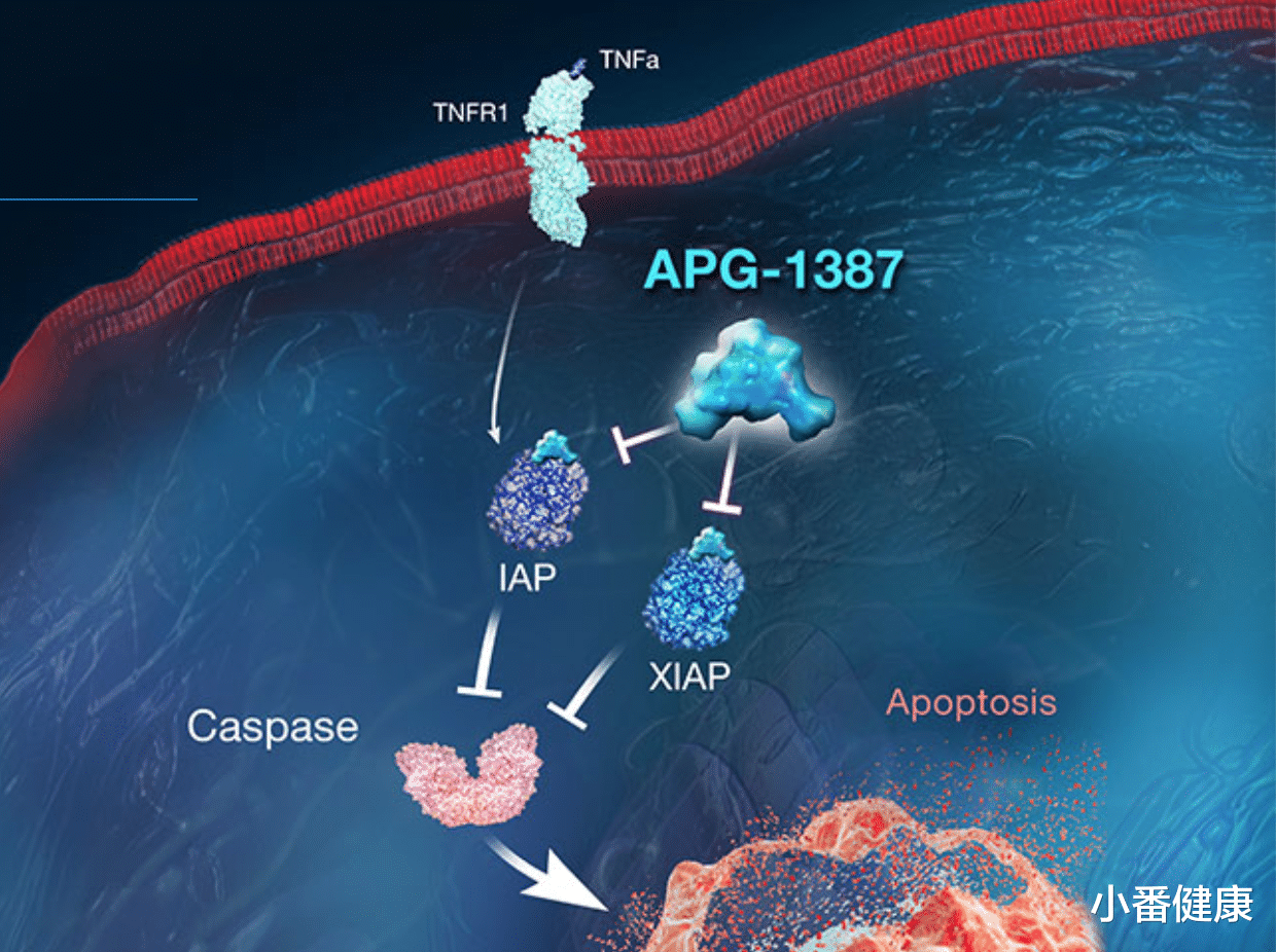 河豚|乙肝制药更新，APG-1387小分子IAP抑制剂，截至2023年初开发进展