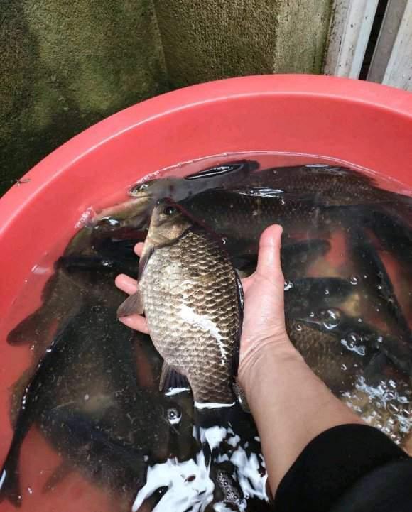 |深冬野钓做窝技巧分享,来的全是大鲫鱼