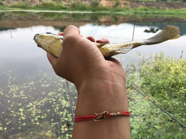 |还不知道调几钓几，就看这篇文章！别被“大师们”忽悠瘸了