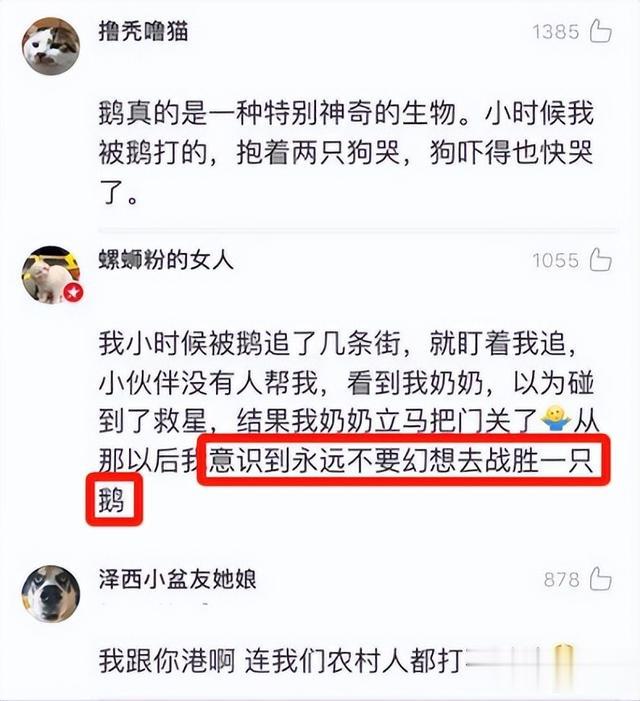 |鹅蛋为啥少有人吃?也很少有鹅蛋卖?我也是刚知道,真的涨知识了