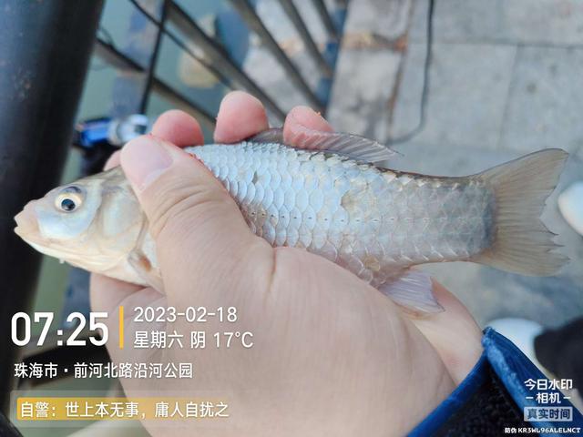 饵料|天暖花开鱼儿悦,细线小钩鱼抽不断