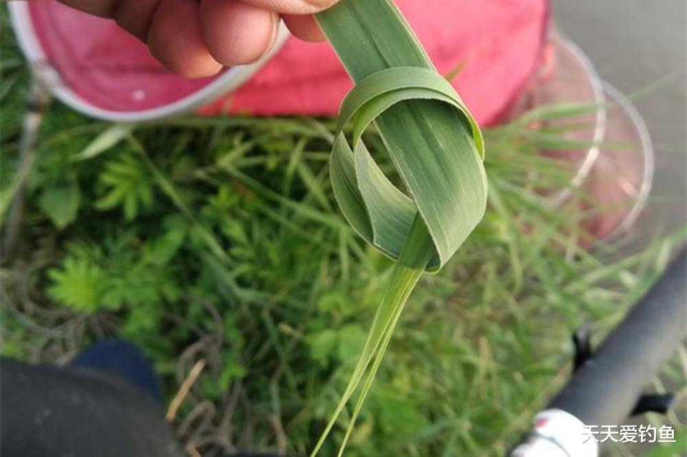 秋天野钓大草鱼，最强饵料汇总，最后这种到处都有