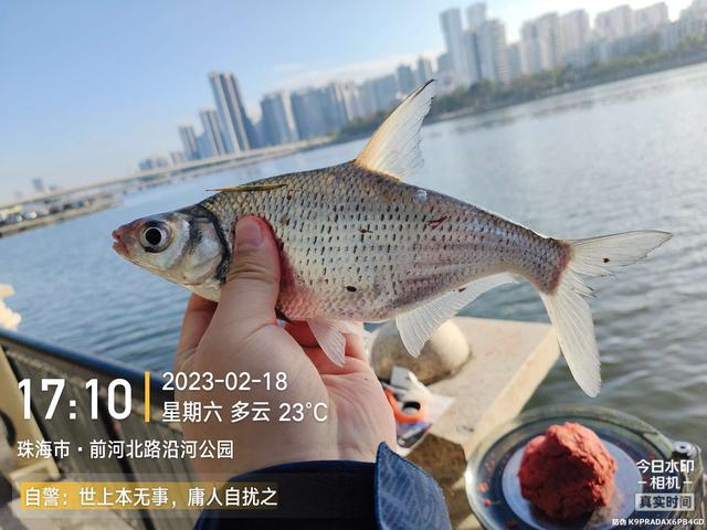 鳊鱼|今天是个好日子,用小钩鱼儿多多上,换大钩连竿大麦鲮