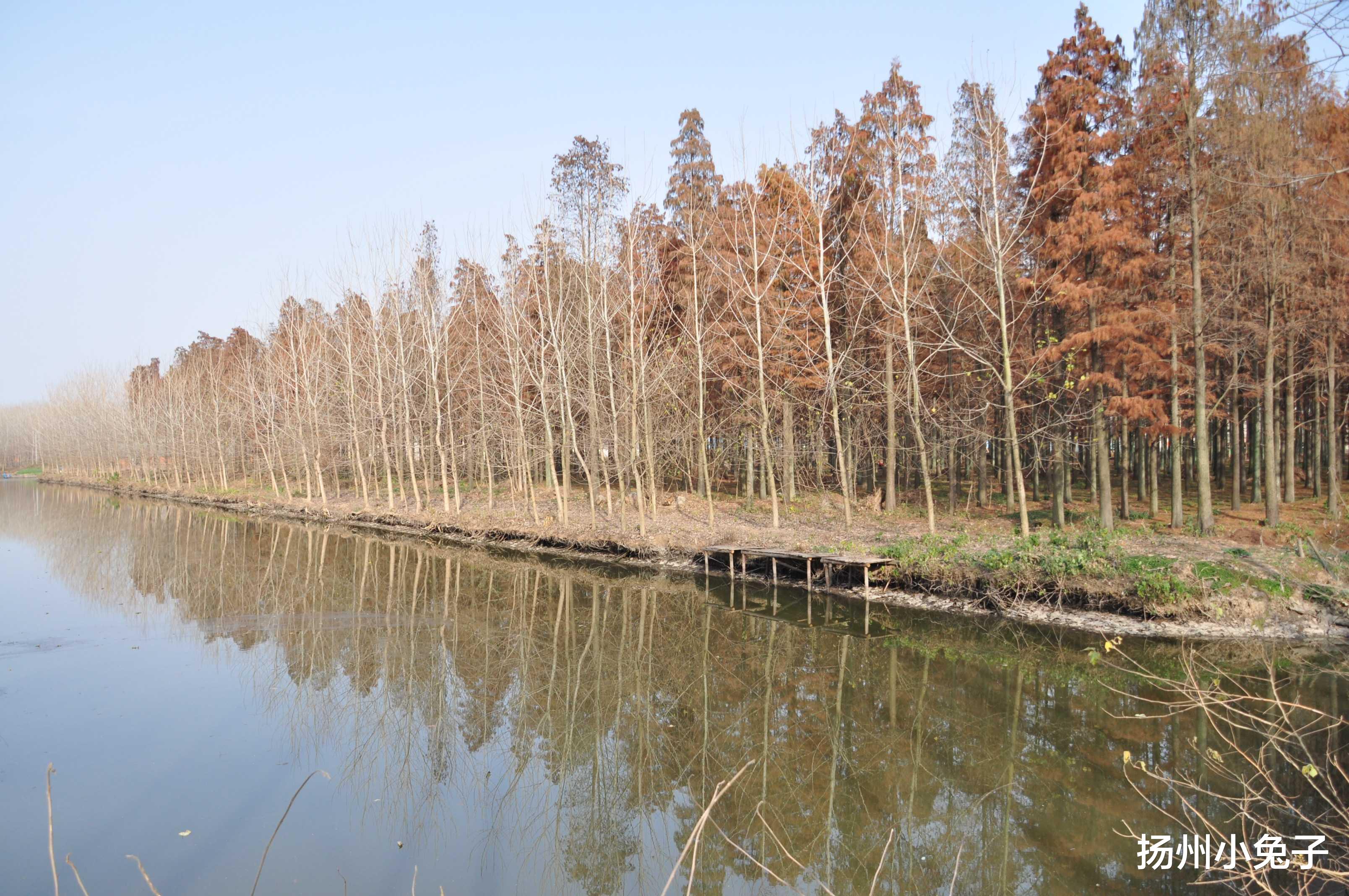 遥记当年扳罾的趣事儿