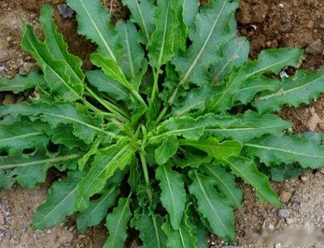 牛都不吃的农村野草，为何古人视若珍宝，还称呼它为“金不换”？