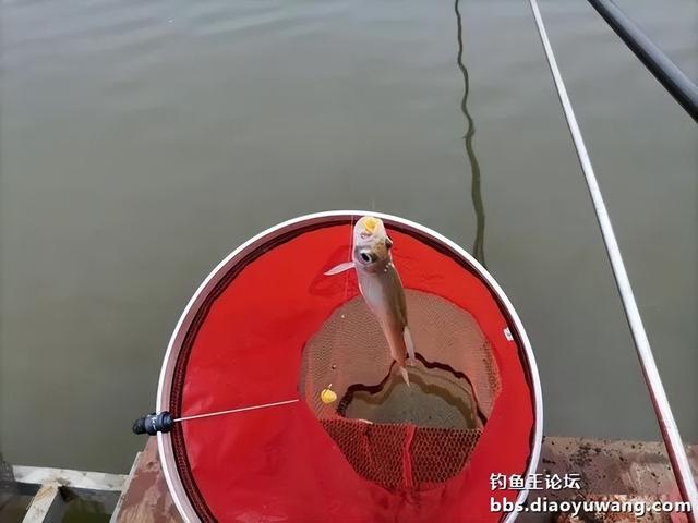 |生鲜大玉米,钓翘也钓鲫