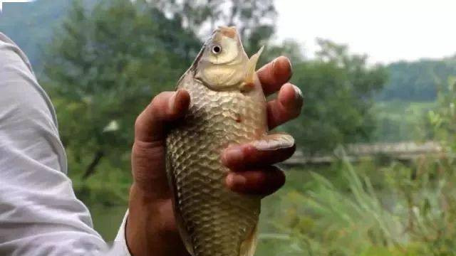 鲫鱼|鱼为何越钓越小？春钓大板鲫该有的样子：浅中钓远与钓窝边相结合