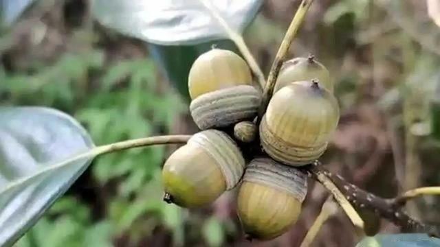 闺蜜|曾经是人们的主食,一棵结果数百斤,如今为何掉一地没人要?